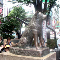 Hachiko statue, Shibuya ,Tokio